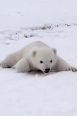 北极熊宝宝封面图